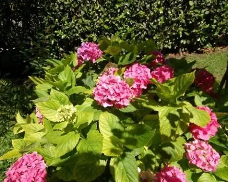 Ξενοδοχείο Ponte Vecchio Τσερνόμπιο